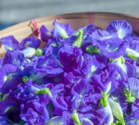 Shankhpushpi (Convolvulus Pluricaulis):